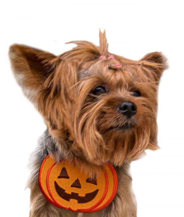 Halloween Costumes Small Dogs